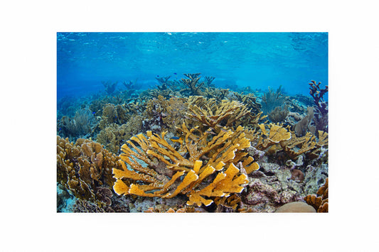 Shallow Coral Reef Fine Art Print titled "Curacao Reef"