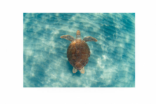 Green Sea Turtle Swimming Over Sand Ripples Fine Art Print titled "Gliding Over Ripples"