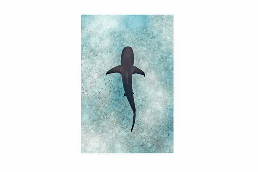 Caribbean Reef Shark Swimming Over Sand Fine Art Print titled "Simplicity"